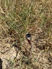 Swanflower (Aristolochia erecta)
