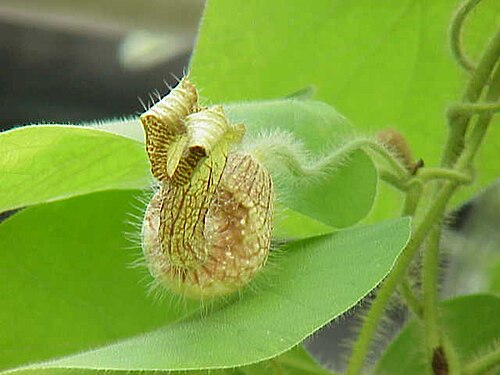 Aristolochia eriantha: Species : Aristolochia eriantha Family : Aristolochiaceae Image No. 1