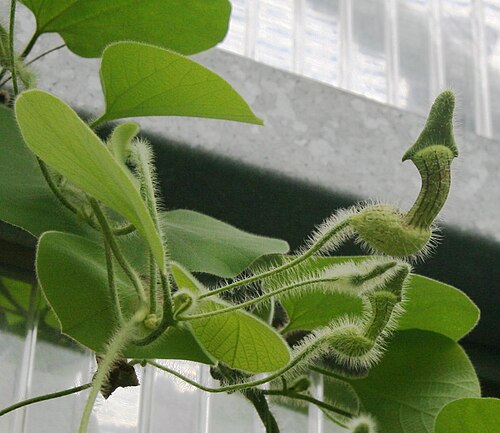 Aristolochia eriantha: Aristolochia eriantha