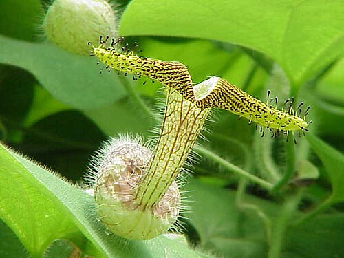 Aristolochia eriantha: Species : Aristolochia eriantha Family : Aristolochiaceae Image No. 2