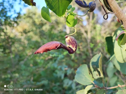 Aristolochia esperanzae (Aristolochia esperanzae)
