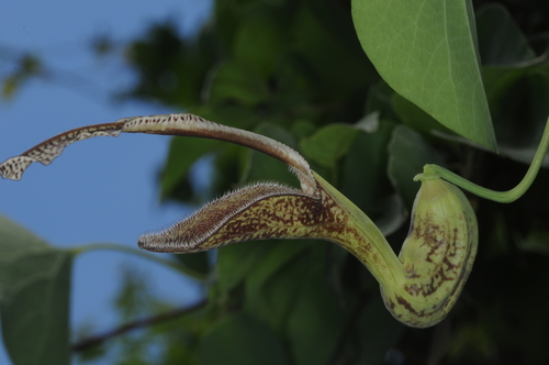 Aristolochia esperanzae (Aristolochia esperanzae)