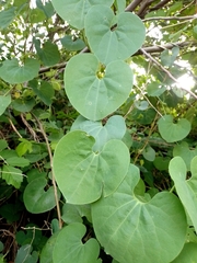 Aristolochia esperanzae (Aristolochia esperanzae)