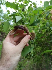 Aristolochia esperanzae (Aristolochia esperanzae)