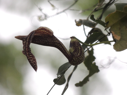 Aristolochia esperanzae (Aristolochia esperanzae)