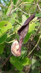 Aristolochia esperanzae (Aristolochia esperanzae)