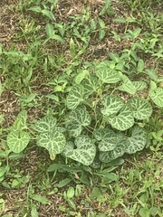 Aristolochia fimbriata (Aristolochia fimbriata)