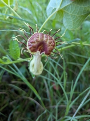 Aristolochia fimbriata (Aristolochia fimbriata)