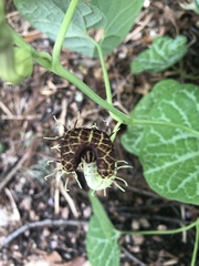 Aristolochia fimbriata (Aristolochia fimbriata)