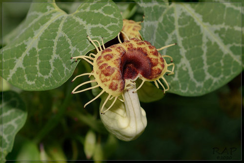 Aristolochia fimbriata (Aristolochia fimbriata)