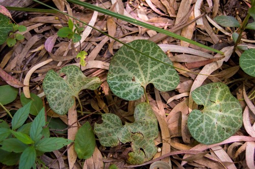 Aristolochia fimbriata (Aristolochia fimbriata)
