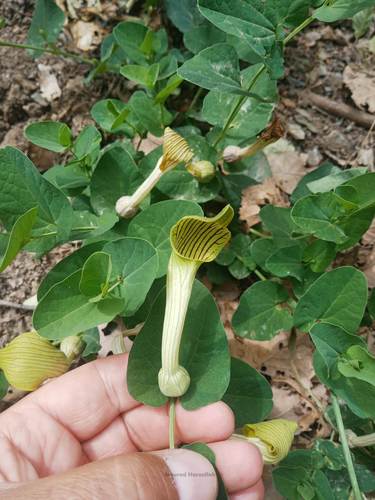 Aristolochia fontanesii (Aristolochia fontanesii)