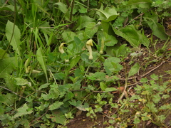 Aristolochia fontanesii (Aristolochia fontanesii)