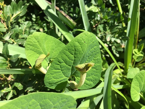 Aristolochia fontanesii (Aristolochia fontanesii)
