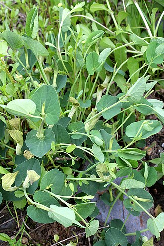 Aristolochia fontanesii: Photo prise en Kabylie par Saïd Zidat