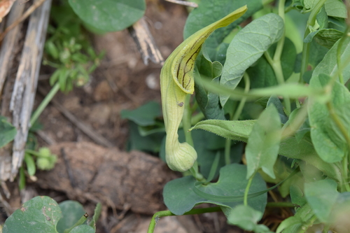 Aristolochia fontanesii (Aristolochia fontanesii)