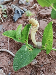 Aristolochia fontanesii (Aristolochia fontanesii)