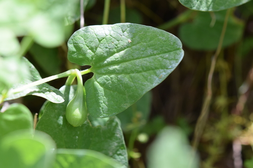 Aristolochia fontanesii (Aristolochia fontanesii)