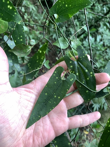 Aristolochia foveolata (Aristolochia foveolata)