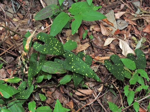 Aristolochia foveolata (Aristolochia foveolata)