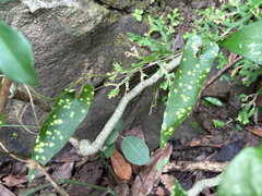 Aristolochia foveolata (Aristolochia foveolata)