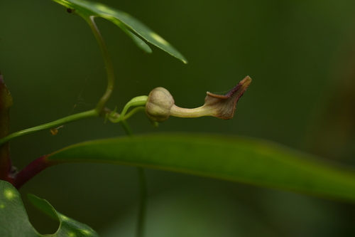 Aristolochia foveolata (Aristolochia foveolata)