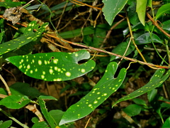 Aristolochia foveolata (Aristolochia foveolata)