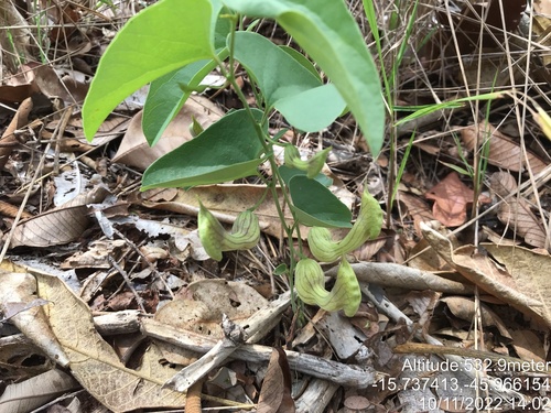 Aristolochia gardneri (Aristolochia gardneri)