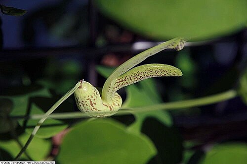 Aristolochia gibertii: Location taken: United States Botanic Garden. Names: Aristolochia gibertii Hook. Classification: Plantae > Tracheophyta > Spermatopsida > Piperales > Aristoloch
