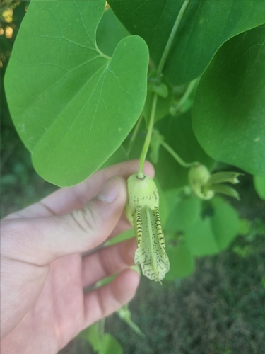 Aristolochia gibertii (Aristolochia gibertii)