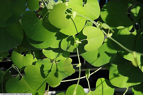 Aristolochia gibertii: Location taken: United States Botanic Garden. Names: Aristolochia gibertii Hook. Classification: Plantae > Tracheophyta > Spermatopsida > Piperales > Aristoloch