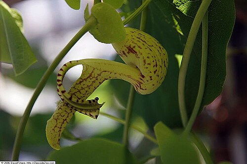 Aristolochia gibertii: Location taken: United States Botanic Garden. Names: Aristolochia gibertii Hook. Classification: Plantae > Tracheophyta > Spermatopsida > Piperales > Aristoloch