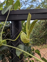 Aristolochia gibertii (Aristolochia gibertii)