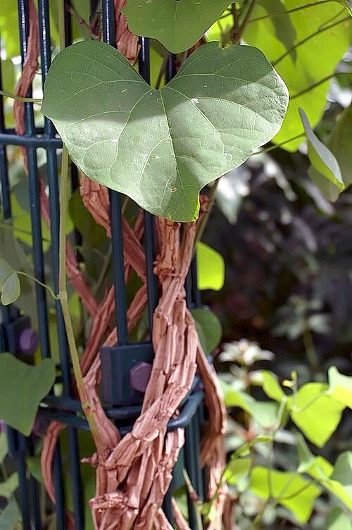 Aristolochia gigantea: Location taken: Rawlings Conservatory & Botanic Gardens, Baltimore MD USA. Names: Aristolochia grandiflora Sw., Pelicanflowe Classification: Plantae > Magnoliop