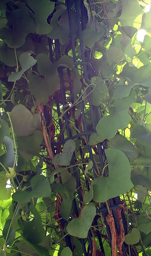 Aristolochia gigantea: Location taken: Rawlings Conservatory & Botanic Gardens, Baltimore MD USA. Names: Aristolochia grandiflora Sw., Pelicanflowe Classification: Plantae > Magnoliop