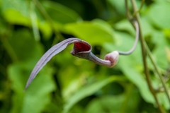 Aristolochia glossa (Aristolochia glossa)