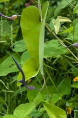 Aristolochia glossa (Aristolochia glossa)