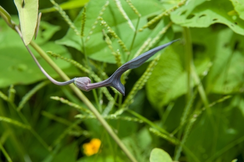 Aristolochia glossa (Aristolochia glossa)