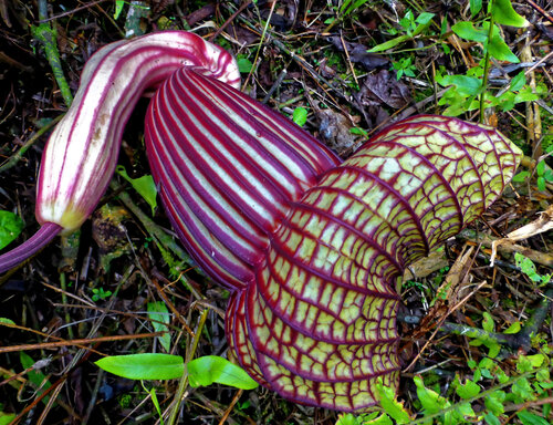 Aristolochia goldieana (Aristolochia goldieana)