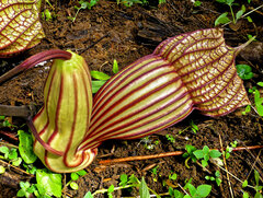 Aristolochia goldieana (Aristolochia goldieana)