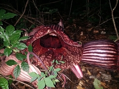 Aristolochia goldieana (Aristolochia goldieana)