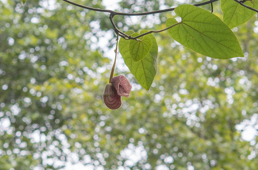 Aristolochia griffithii (Aristolochia griffithii)