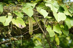 Aristolochia griffithii (Aristolochia griffithii)