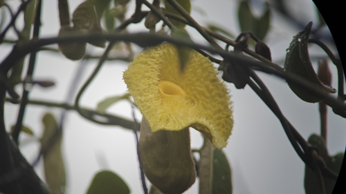 Aristolochia griffithii (Aristolochia griffithii)
