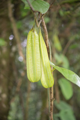 Aristolochia griffithii (Aristolochia griffithii)