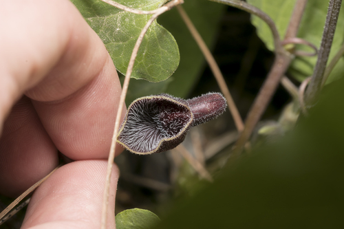 Aristolochia guichardii (Aristolochia guichardii)