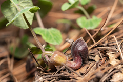 Aristolochia guichardii (Aristolochia guichardii)