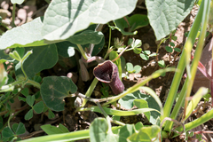 Aristolochia guichardii (Aristolochia guichardii)