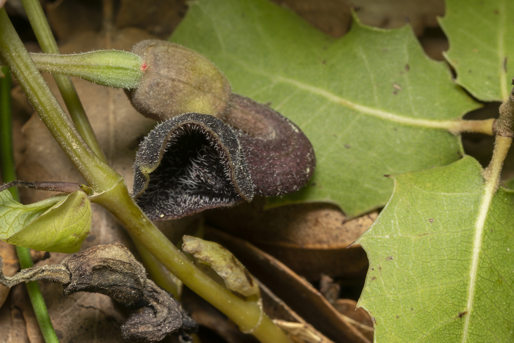 Aristolochia guichardii (Aristolochia guichardii)