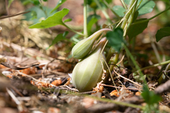 Aristolochia guichardii (Aristolochia guichardii)